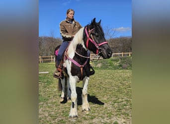 Inne konie zimnokrwiste, Klacz, 4 lat, 157 cm, Srokata