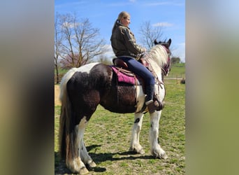 Inne konie zimnokrwiste, Klacz, 4 lat, 157 cm, Srokata