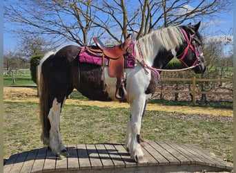 Inne konie zimnokrwiste, Klacz, 4 lat, 157 cm, Srokata