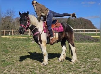 Inne konie zimnokrwiste, Klacz, 4 lat, 157 cm, Srokata