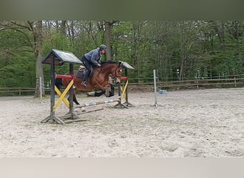 Inne konie zimnokrwiste, Klacz, 4 lat, Ciemnogniada