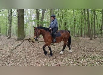 Inne konie zimnokrwiste, Klacz, 4 lat, Ciemnogniada