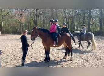 Inne konie zimnokrwiste, Klacz, 4 lat, Ciemnogniada