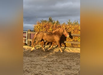 Inne konie zimnokrwiste, Klacz, 4 lat, Kasztanowata