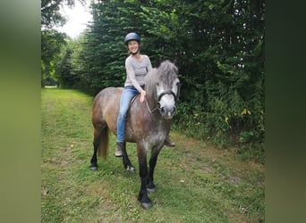 Inne konie zimnokrwiste, Klacz, 5 lat, 150 cm, Siwa jabłkowita