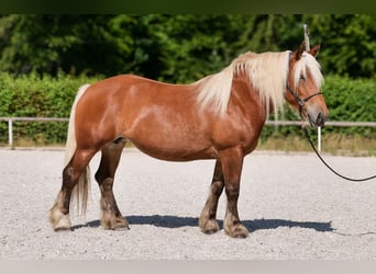 Inne konie zimnokrwiste, Klacz, 5 lat, 155 cm, Kasztanowata