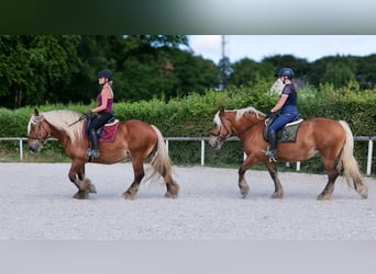 Inne konie zimnokrwiste, Klacz, 5 lat, 155 cm, Kasztanowata
