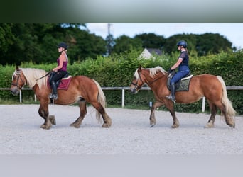 Inne konie zimnokrwiste, Klacz, 5 lat, 155 cm, Kasztanowata