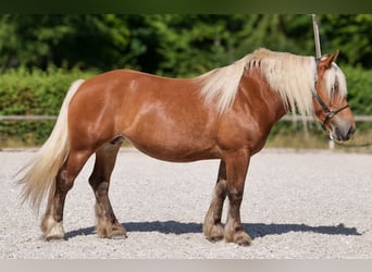 Inne konie zimnokrwiste, Klacz, 5 lat, 155 cm, Kasztanowata