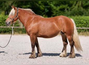 Inne konie zimnokrwiste, Klacz, 5 lat, 155 cm, Kasztanowata