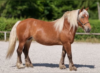 Inne konie zimnokrwiste, Klacz, 5 lat, 155 cm, Kasztanowata