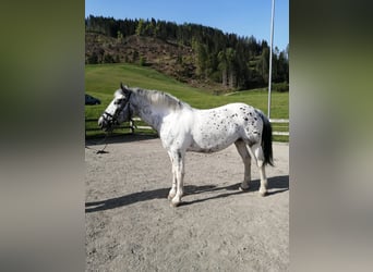 Inne konie zimnokrwiste, Klacz, 5 lat, 160 cm, Tarantowata