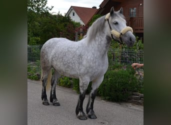 Inne konie zimnokrwiste, Klacz, 6 lat, 156 cm, Siwa jabłkowita