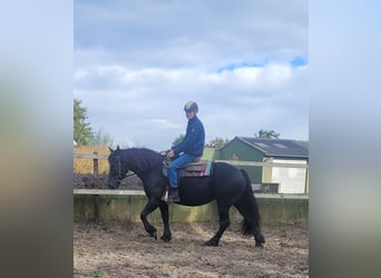 Inne konie zimnokrwiste Mix, Klacz, 6 lat, 158 cm, Kara