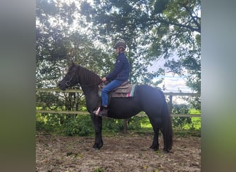 Inne konie zimnokrwiste Mix, Klacz, 6 lat, 158 cm, Kara