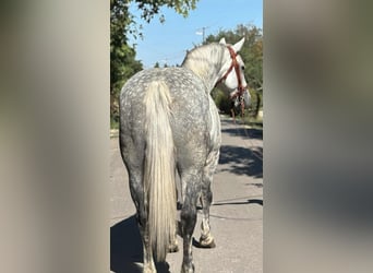 Inne konie zimnokrwiste, Klacz, 6 lat, 158 cm, Siwa