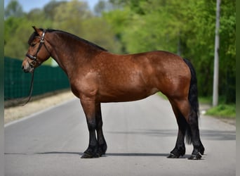 Inne konie zimnokrwiste, Klacz, 6 lat, 162 cm, Gniada