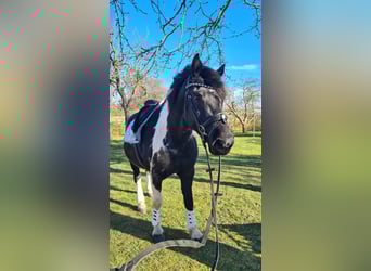 Inne konie zimnokrwiste Mix, Klacz, 6 lat, 162 cm