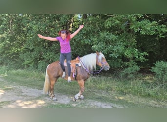 Inne konie zimnokrwiste, Klacz, 6 lat, 165 cm, Ciemnokasztanowata