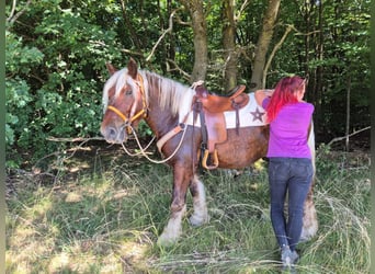 Inne konie zimnokrwiste, Klacz, 6 lat, 165 cm, Ciemnokasztanowata