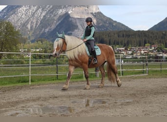 Inne konie zimnokrwiste, Klacz, 7 lat, 165 cm, Kasztanowata
