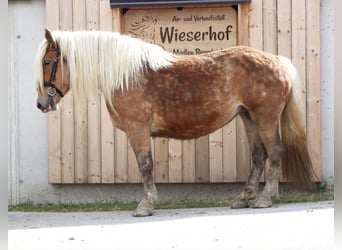 Inne konie zimnokrwiste, Klacz, 7 lat, 165 cm, Kasztanowata