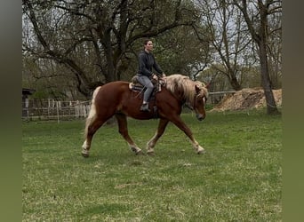 Inne konie zimnokrwiste, Klacz, 7 lat, 168 cm, Kasztanowata