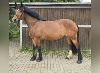 Inne konie zimnokrwiste, Klacz, 8 lat, 160 cm, Gniada