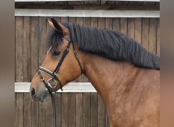 Inne konie zimnokrwiste, Klacz, 8 lat, 160 cm, Gniada