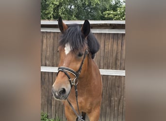 Inne konie zimnokrwiste, Klacz, 8 lat, 160 cm, Gniada