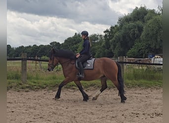 Inne konie zimnokrwiste, Klacz, 8 lat, 160 cm, Gniada