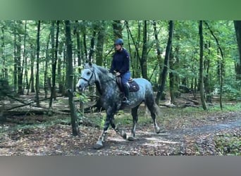 Inne konie zimnokrwiste, Klacz, 8 lat, 160 cm, Karosiwa