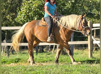 Inne konie zimnokrwiste, Klacz, 8 lat, 163 cm, Kasztanowata