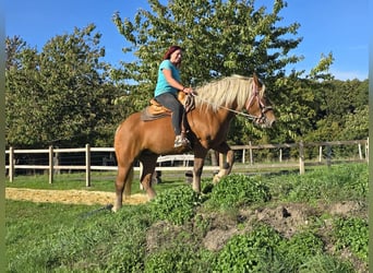 Inne konie zimnokrwiste, Klacz, 8 lat, 163 cm, Kasztanowata