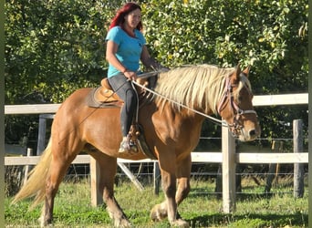 Inne konie zimnokrwiste, Klacz, 8 lat, 163 cm, Kasztanowata