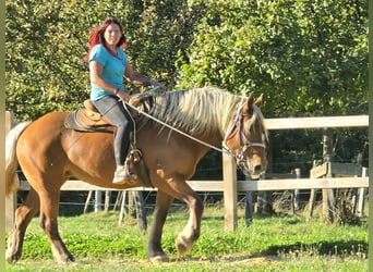 Inne konie zimnokrwiste, Klacz, 8 lat, 163 cm, Kasztanowata