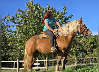 Inne konie zimnokrwiste, Klacz, 8 lat, 163 cm, Kasztanowata