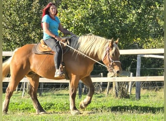 Inne konie zimnokrwiste, Klacz, 8 lat, 163 cm, Kasztanowata