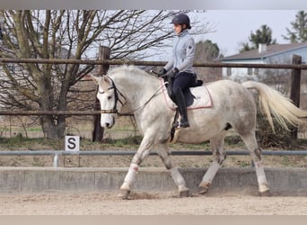 Inne konie zimnokrwiste, Klacz, 8 lat, 163 cm, Siwa jabłkowita