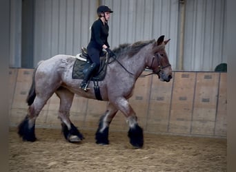 Inne konie zimnokrwiste, Klacz, 8 lat, 170 cm, Kasztanowatodereszowata