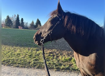 Inne konie zimnokrwiste Mix, Klacz, 9 lat, 154 cm, Kara