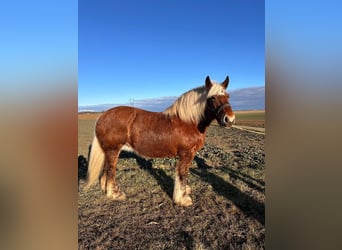 Inne konie zimnokrwiste, Klacz, 9 lat, 160 cm, Kasztanowata