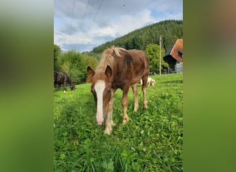Inne konie zimnokrwiste Mix, Klacz, Źrebak (04/2023), 145 cm, Ciemnokasztanowata