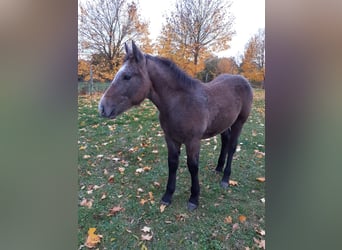 Inne konie zimnokrwiste Mix, Klacz, Źrebak (05/2023), 165 cm, Formy Brown Falb