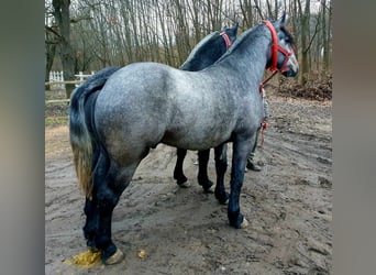 Inne konie zimnokrwiste, Ogier, 3 lat, 170 cm, Siwa