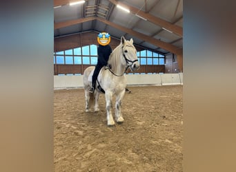 Inne konie zimnokrwiste, Wałach, 11 lat, 166 cm, Siwa