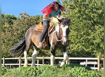 Inne konie zimnokrwiste, Wałach, 3 lat, 150 cm, Srokata