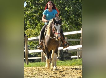 Inne konie zimnokrwiste, Wałach, 3 lat, 150 cm, Srokata