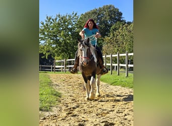Inne konie zimnokrwiste, Wałach, 3 lat, 150 cm, Srokata