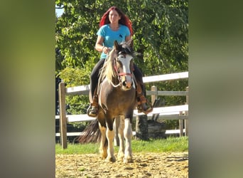 Inne konie zimnokrwiste, Wałach, 3 lat, 150 cm, Srokata